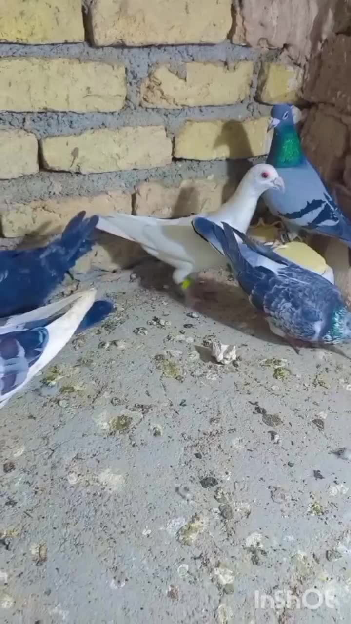 کبوتر|پرنده|سبزوار, کوی گلستان|دیوار