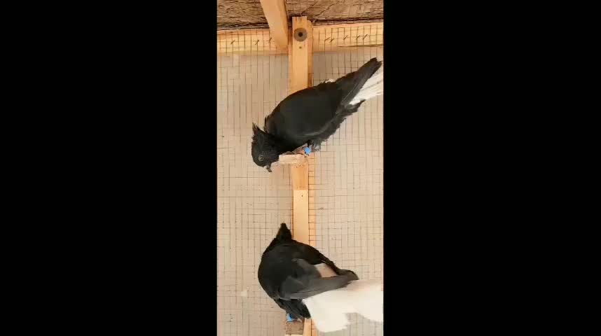 جف زاغ دمسفید پاک|پرنده|بالا ولایت, |دیوار