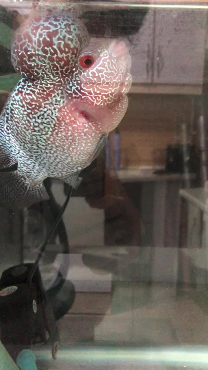 ماهی فلاور هورن درجه یک خارجی تایلندی|ماهی|خرمآباد, |دیوار