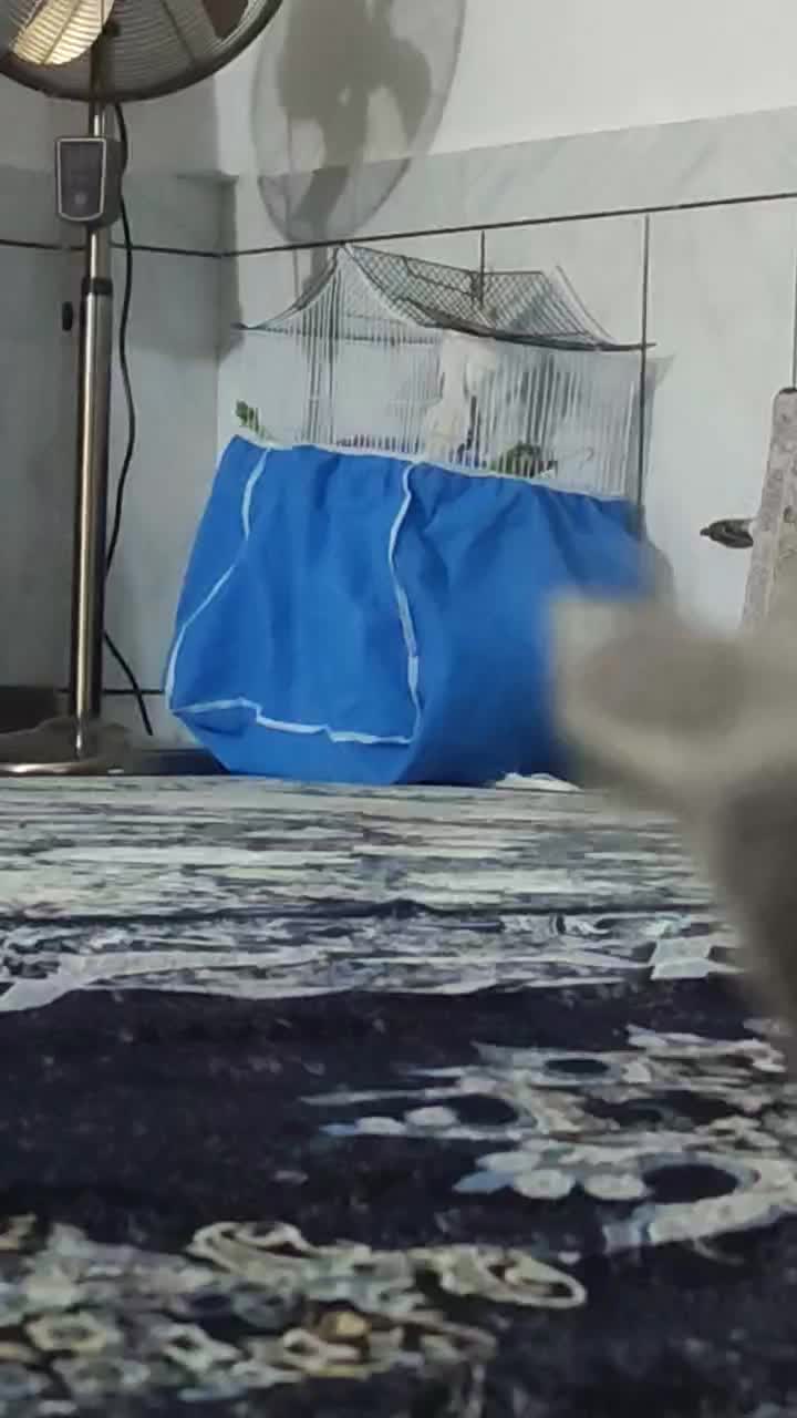 عروس هلندی لوتینو دستی|پرنده|خواف, |دیوار