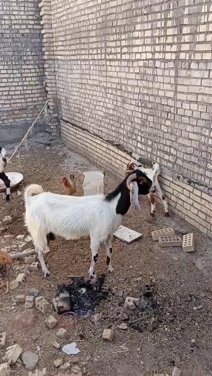دوعددبز|حیوانات مزرعه|باوی, |دیوار