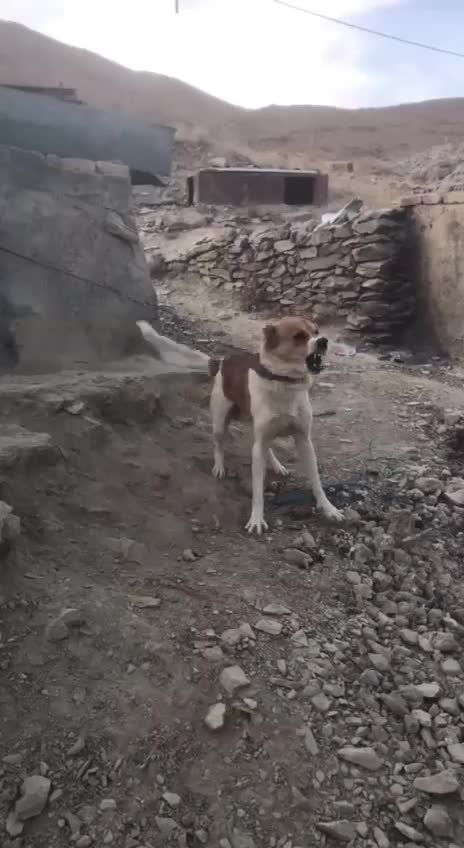 سگ فروشی برا نگهبانی|سگ|الیگودرز, |دیوار