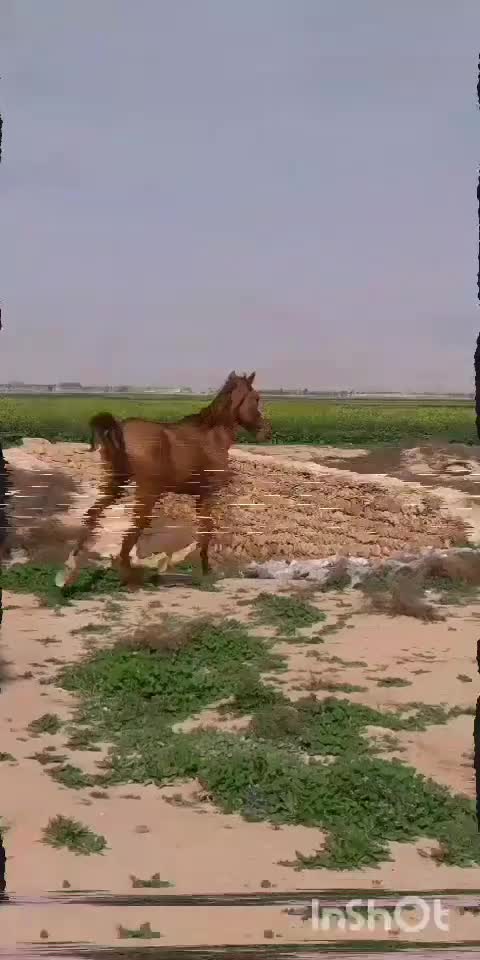 اسب|اسب و تجهیزات اسب‌سواری|داراب, |دیوار
