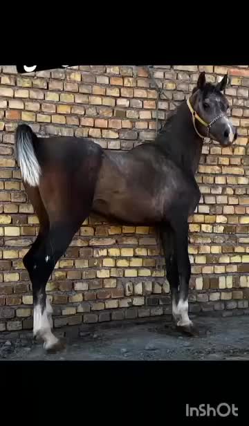 اسب عرب مصری|اسب و تجهیزات اسبسواری|اراک, |دیوار