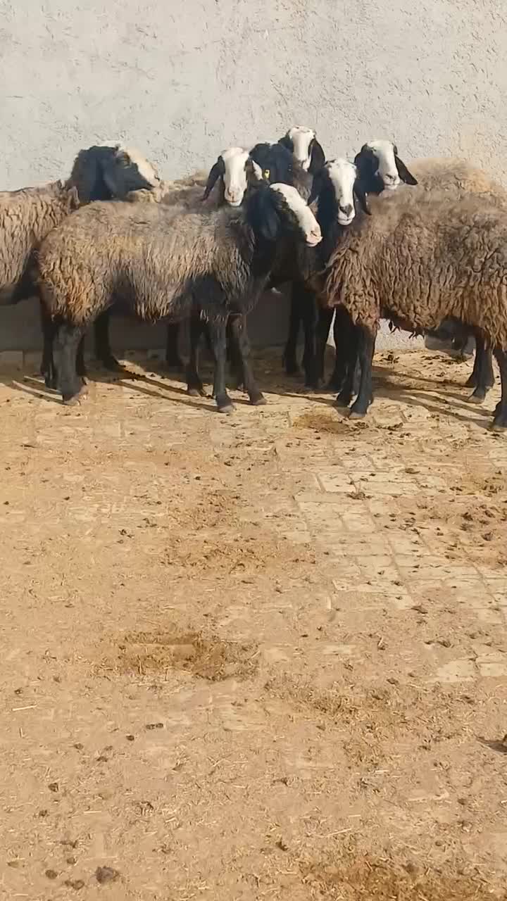 میش های اصیل شال|حیوانات مزرعه|شال, |دیوار