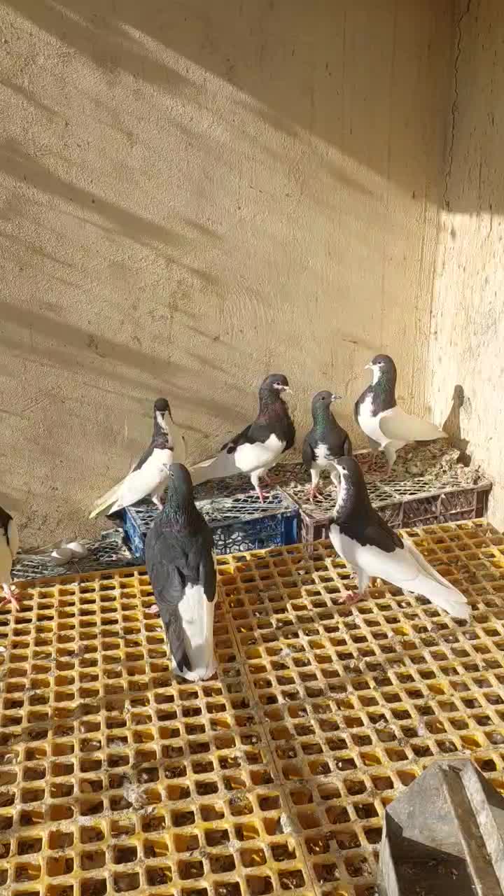 سلام چندبعدی شهری|پرنده|برازجان, |دیوار