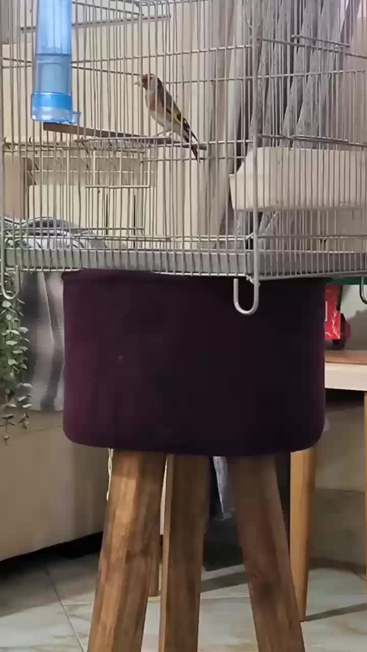 سهره زیبا خوش رخ جوجه قفس|پرنده|شهریار, شهرک شاهد|دیوار