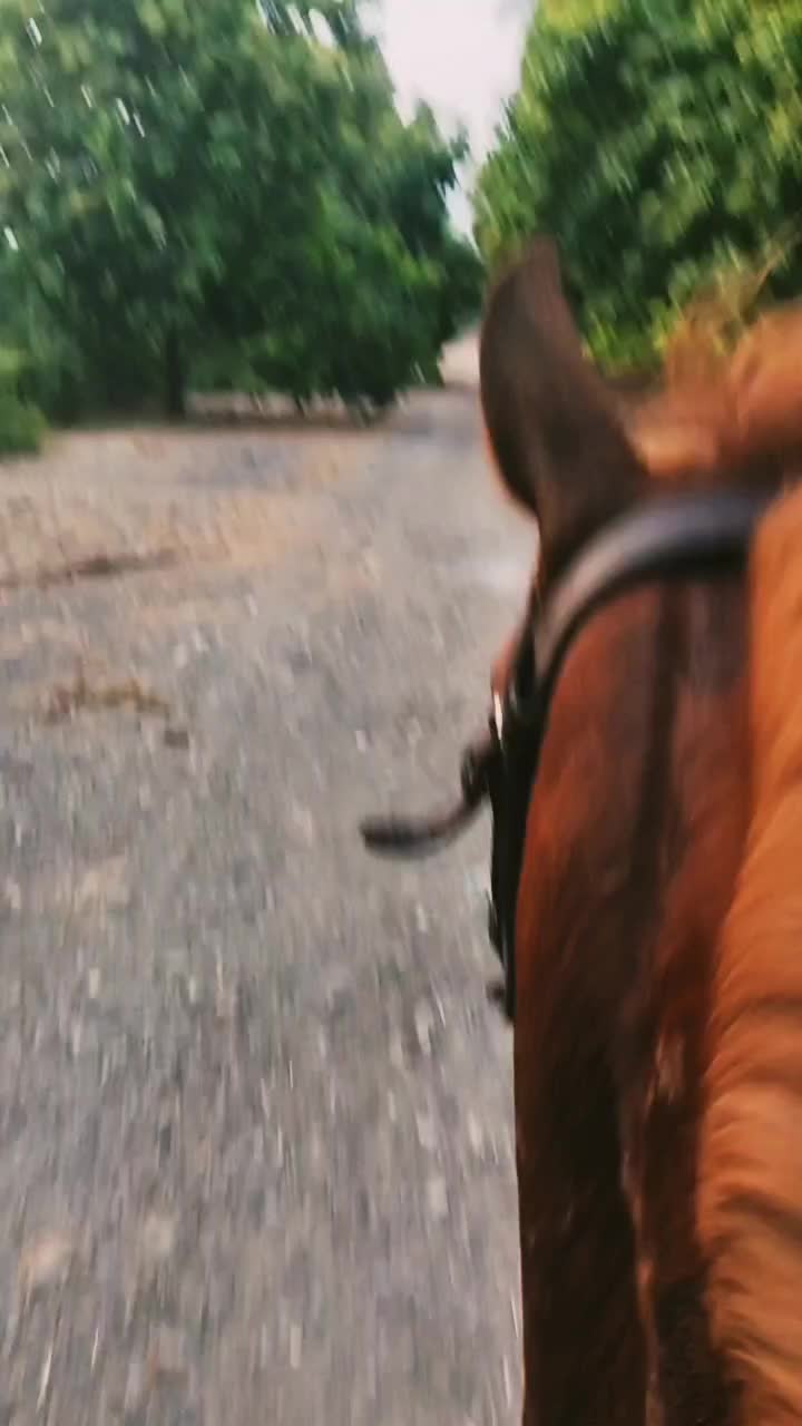 اسب عرب یک سر|اسب و تجهیزات اسبسواری|بندرعباس, |دیوار