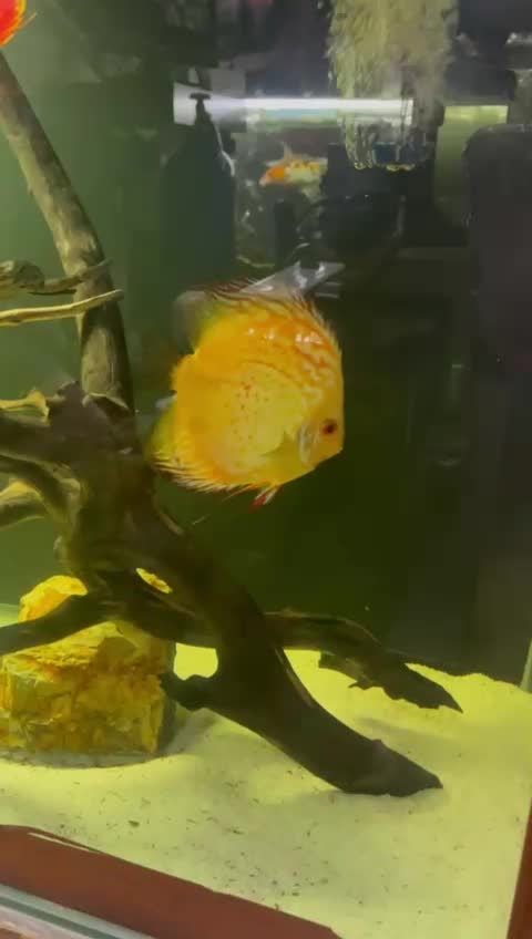 فروش نه عدد ماهی دیسکس مولد|ماهی|زاوه, |دیوار