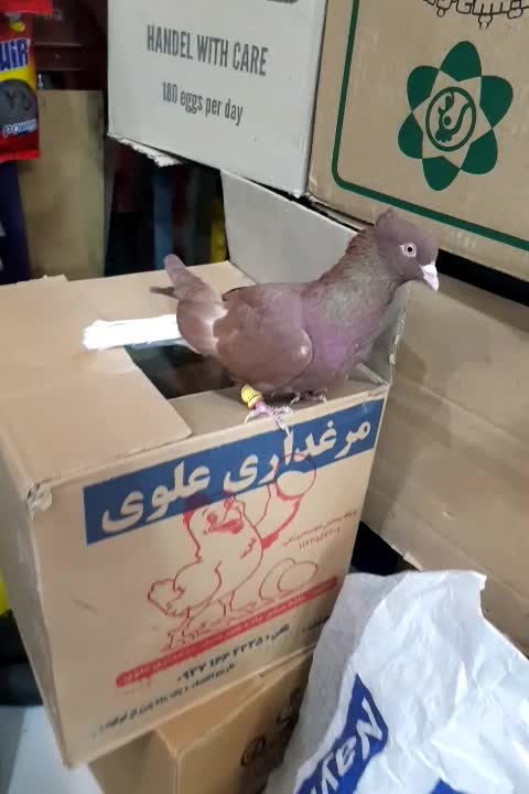 دم سفید نر پرشی فقط تماس بگیرید|پرنده|نیشابور, فردوسی جنوبی|دیوار