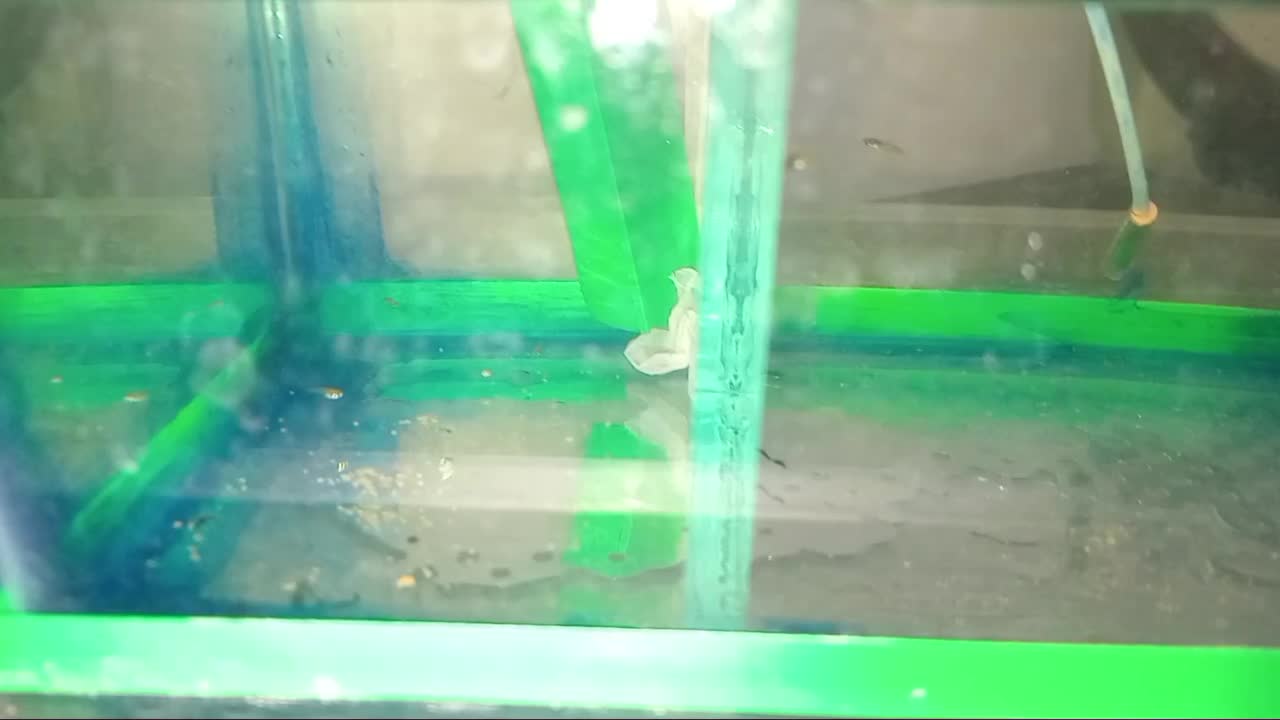 آکواریوم|ماهی|لشت نشا, |دیوار