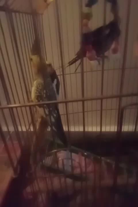 طوطی|پرنده|شوشتر, |دیوار