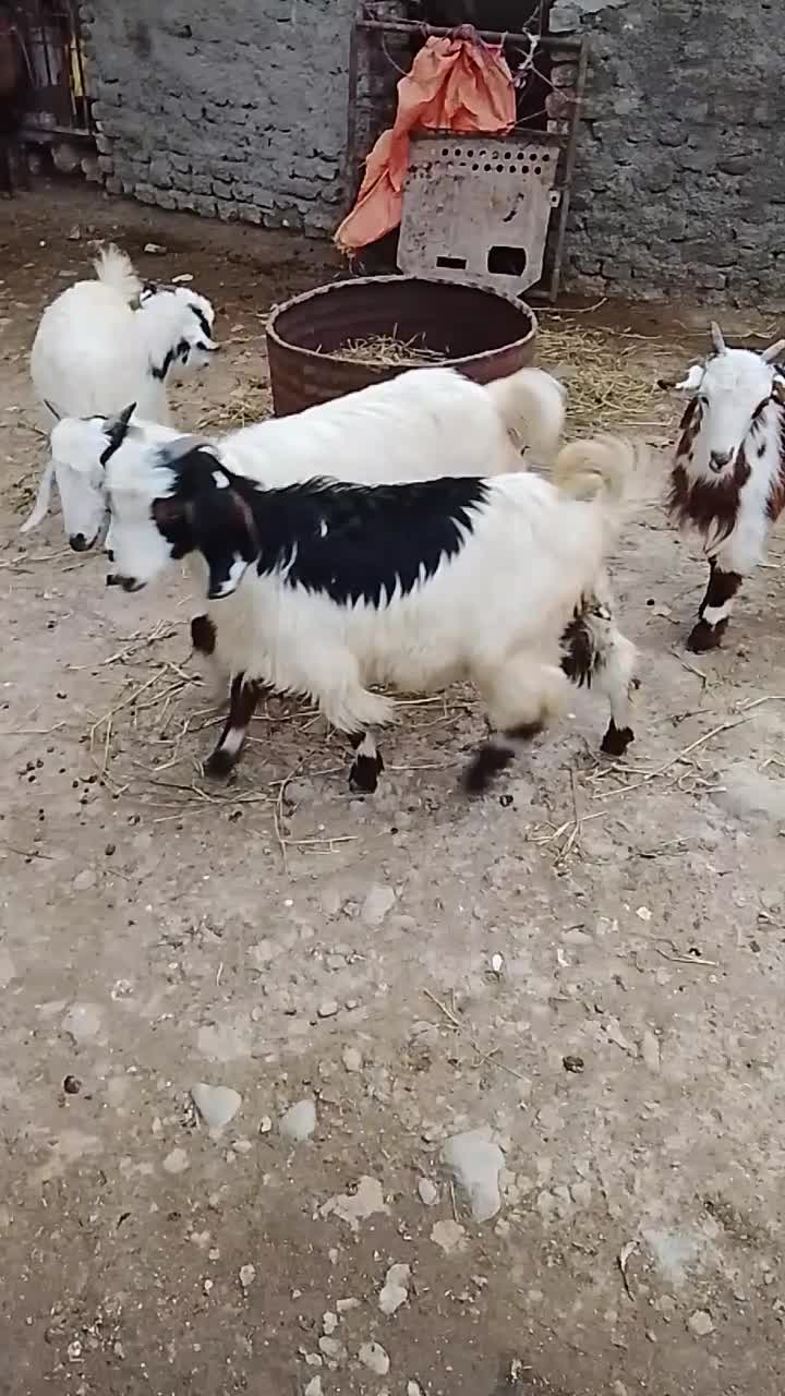 ۴تا بزغاله دانه ۴۵۰۰|حیوانات مزرعه|قرق, |دیوار