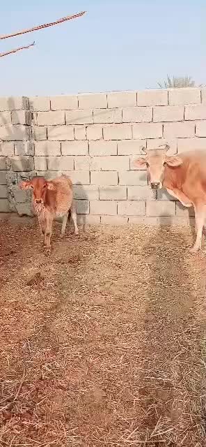 گاو و گوساله درجه یک جرسی|حیوانات مزرعه|کرمان, |دیوار