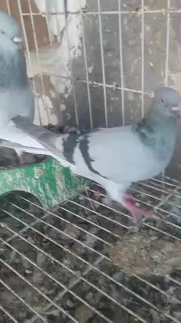 سبز دمب سفید نر و ماده|پرنده|گتوند, |دیوار