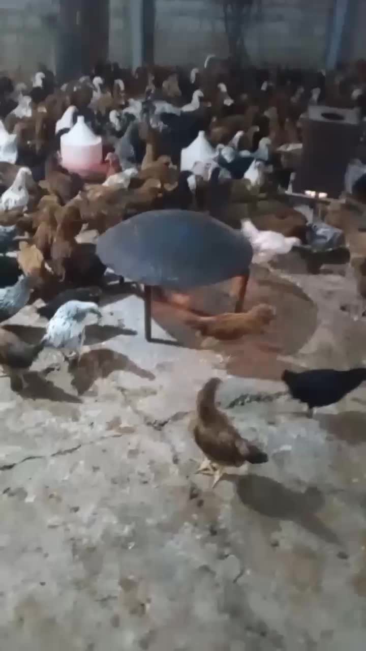 جوجه گلپایگانی|حیوانات مزرعه|دهلران, |دیوار