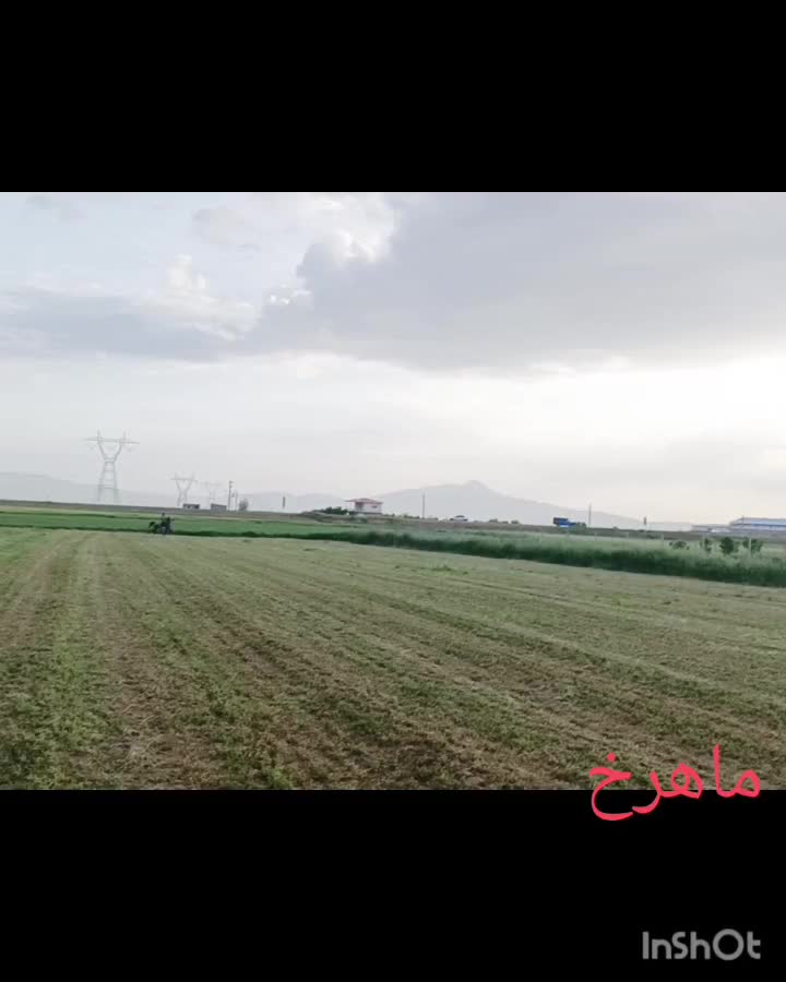 مادیان و کره|اسب و تجهیزات اسب‌سواری|تهران, نیروی هوایی (پیروزی)|دیوار