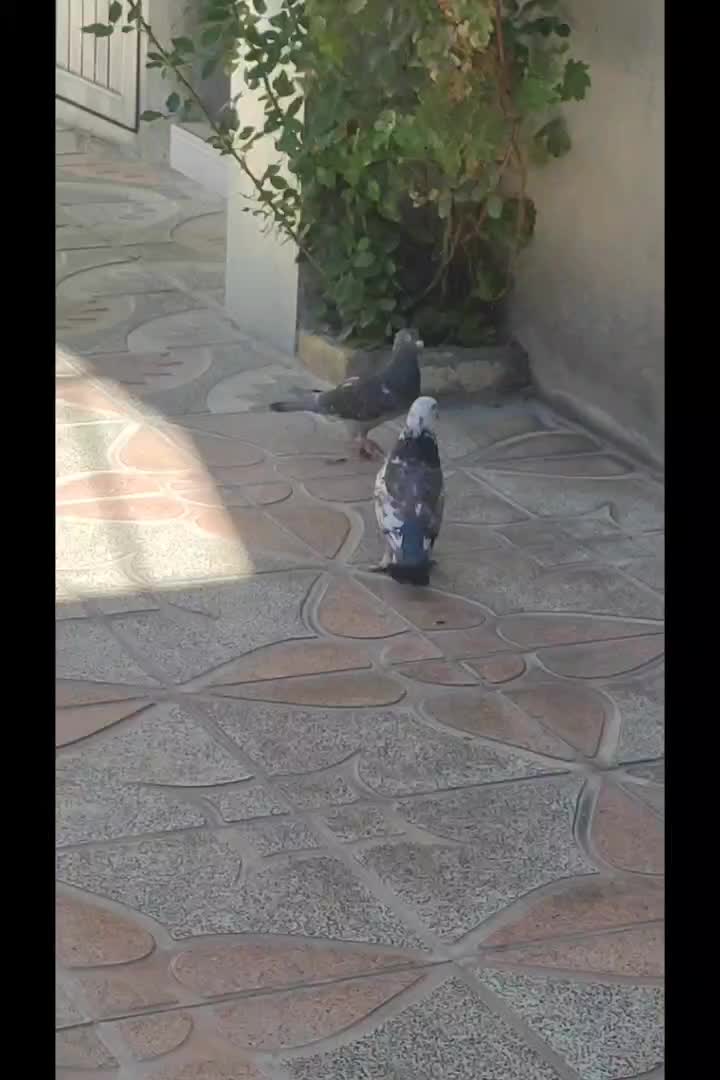 کبوتر|پرنده|یاسوج, |دیوار