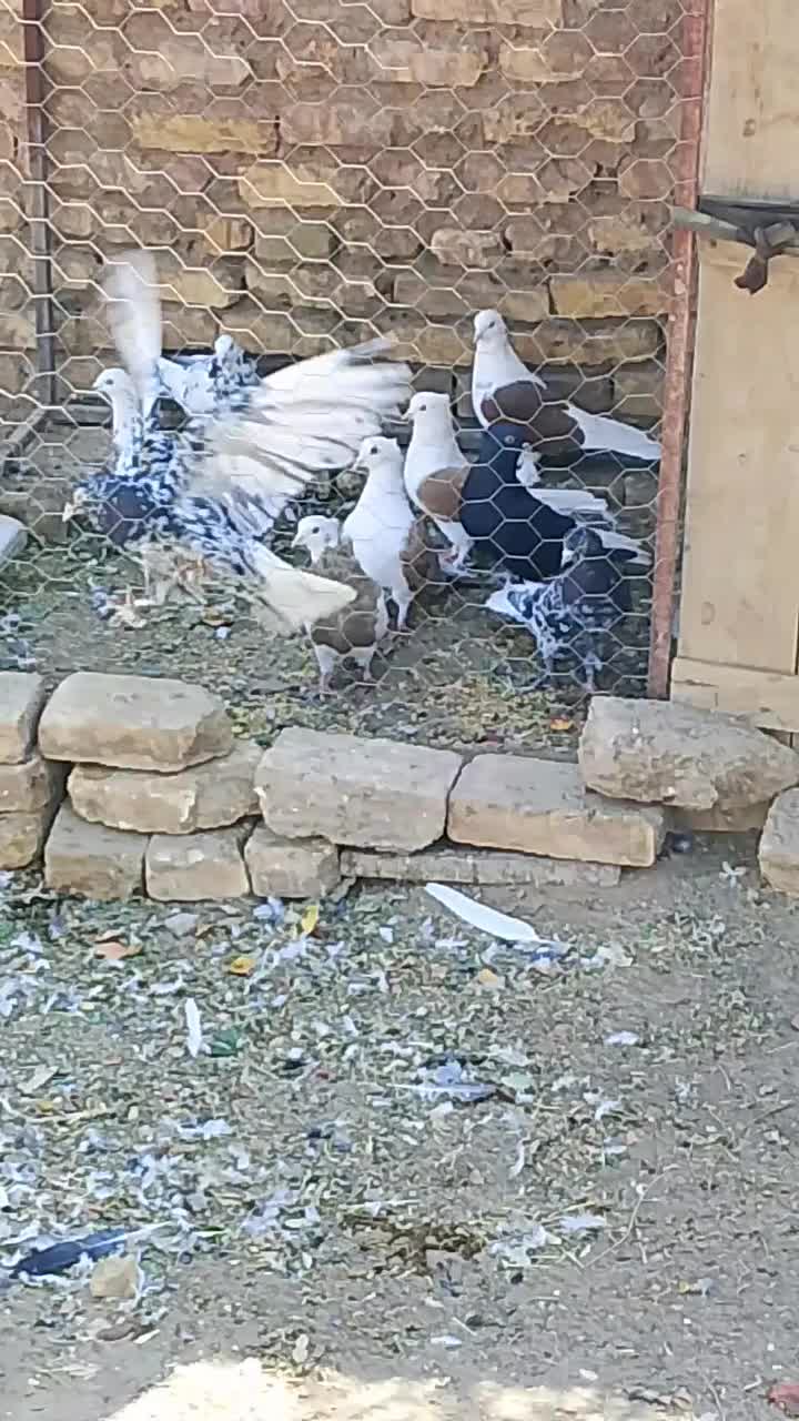 هفت رنگ|پرنده|بافق, |دیوار