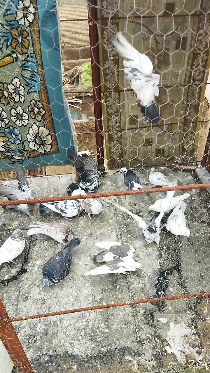 کفتر|پرنده|بیلوار, |دیوار