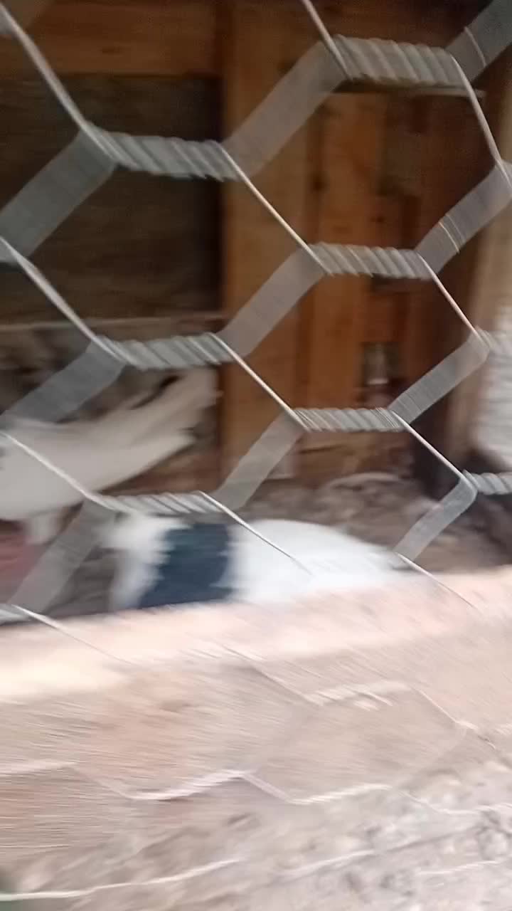 یه جفت طوقی پرشی دره شهر|پرنده|دره شهر, |دیوار