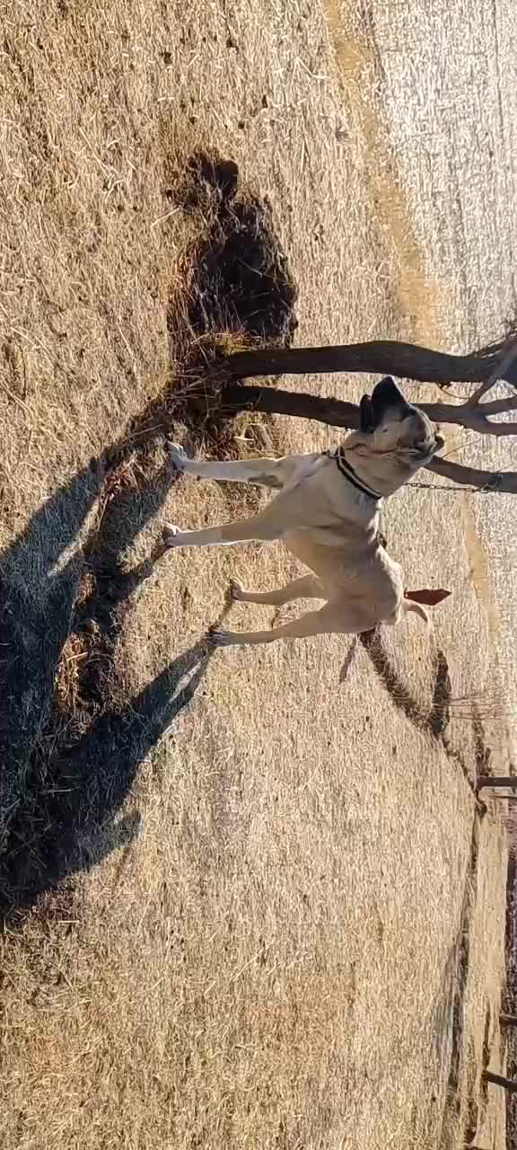 سگ نر سرابی اصیل ۱۱ ماهه|سگ|ترکمانچای, |دیوار