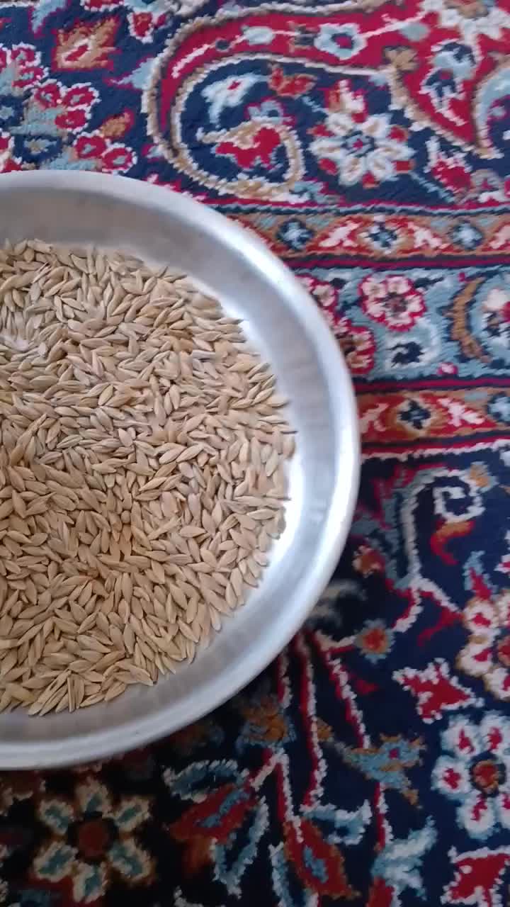 فروشی جو درجه یک|عمدهفروشی|چهاردانگه (آذربایجان), |دیوار