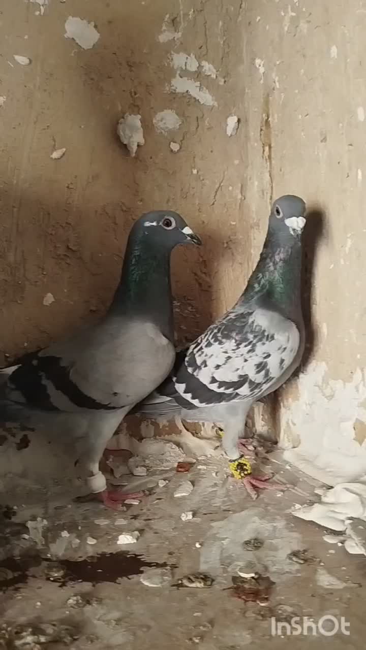 کفتر پلاکی|پرنده|کازرون, |دیوار