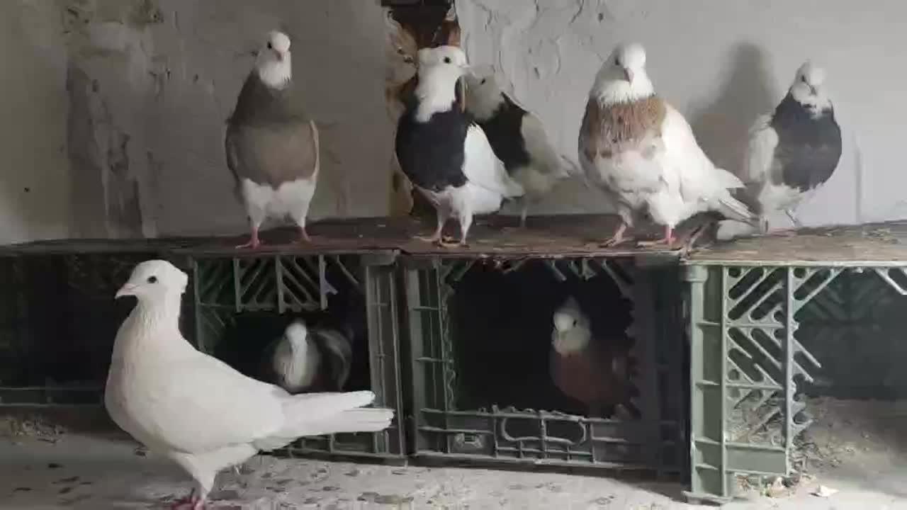 کبوتر طوقی|پرنده|رباط‌کریم, نصیرشهر|دیوار