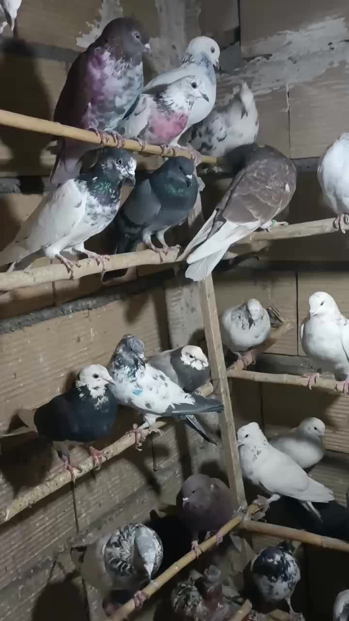 کفتر.جوجه.پرش.خال|پرنده|ری, علایین|دیوار