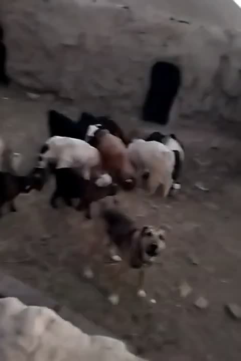 ۱۶ راس بز و بزغاله|حیوانات مزرعه|بردسکن, |دیوار