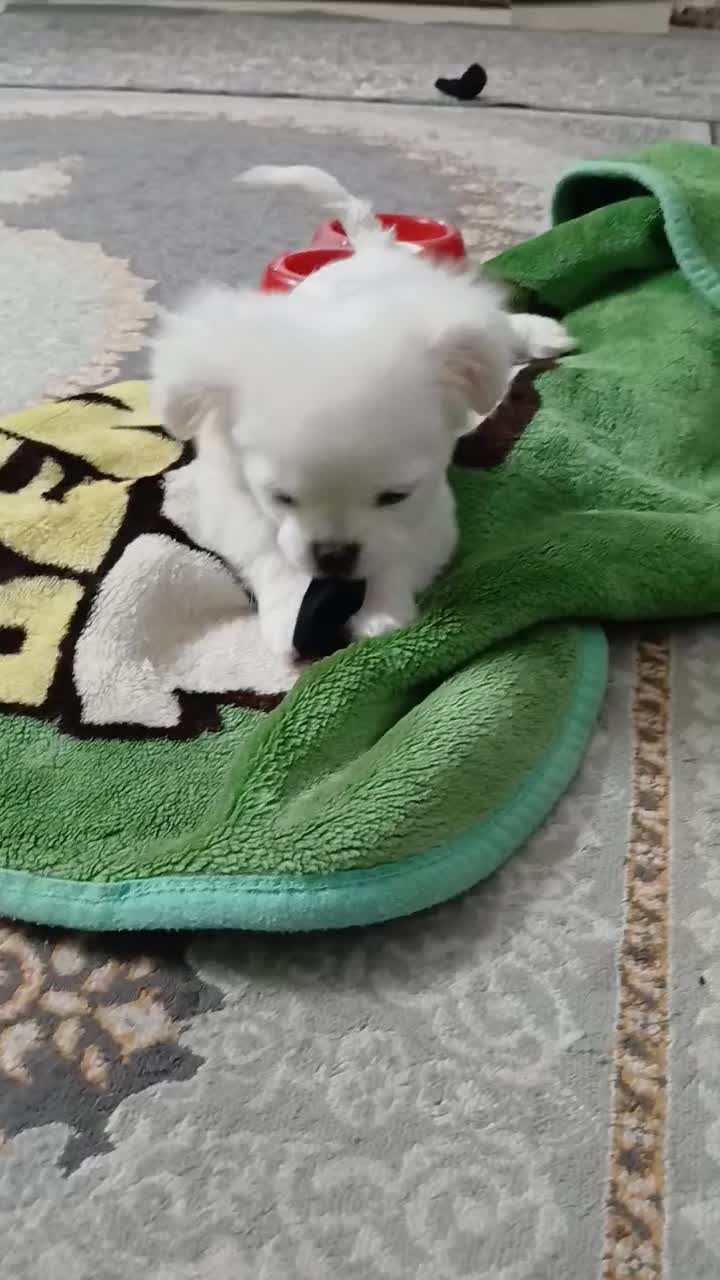 سگ شیتزو سه ماهه سالم و سرحال|سگ|قم, زنبیل آباد|دیوار