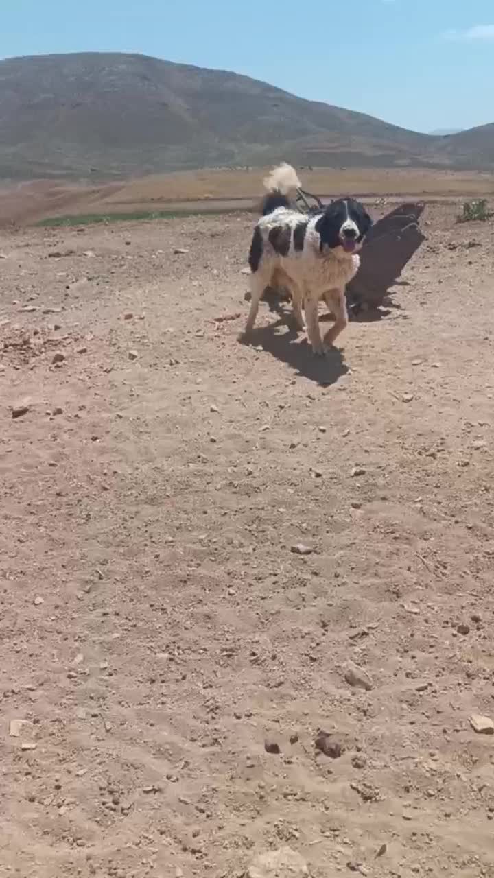 سگ گله ای|سگ|داران, |دیوار