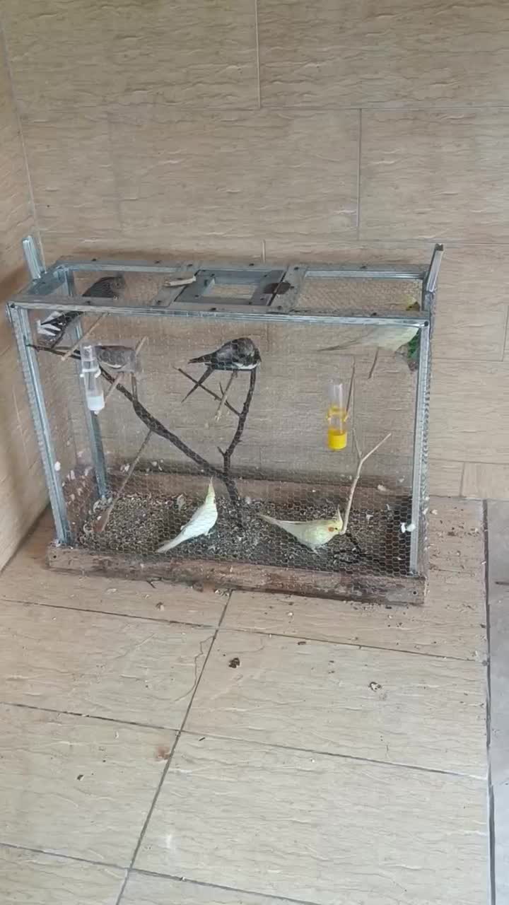 توتی عروس|پرنده|لولمان, |دیوار