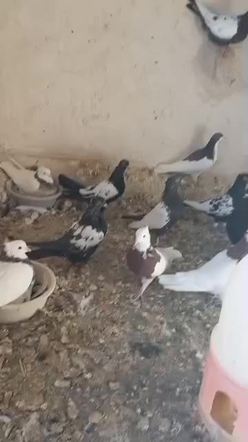 سینه|پرنده|ملک‌آباد, |دیوار