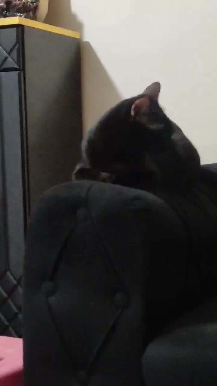 واگذاری رایگان گربه|گربه|تهران, مینای شمالی (مخبر)|دیوار