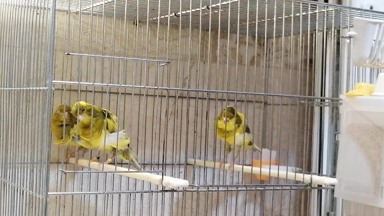 3عددقناری جوجه2025 دوعددنریکی ماده|پرنده|کرج, فاز ۴ مهرشهر|دیوار