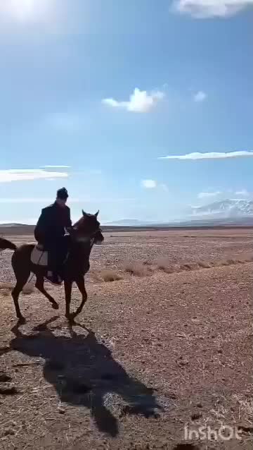 اسب کرد نریان سن سه  هیچ مشکلی نداره سردمگیر ورقص|اسب و تجهیزات اسب‌سواری|قروه, |دیوار