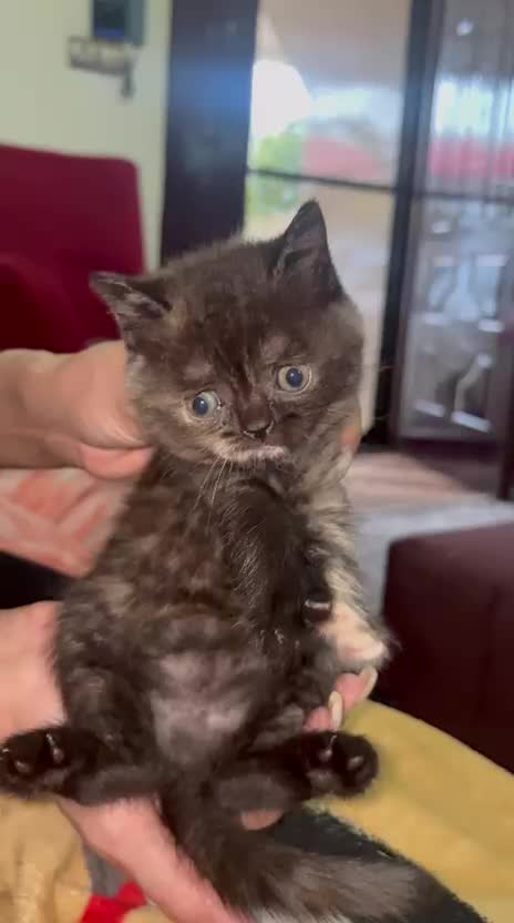 توله ی بریتیش|گربه|رشت, باهنر|دیوار