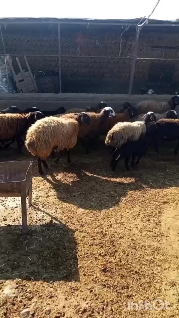 میش آبستن میش بره|حیوانات مزرعه|کوهدشت, |دیوار