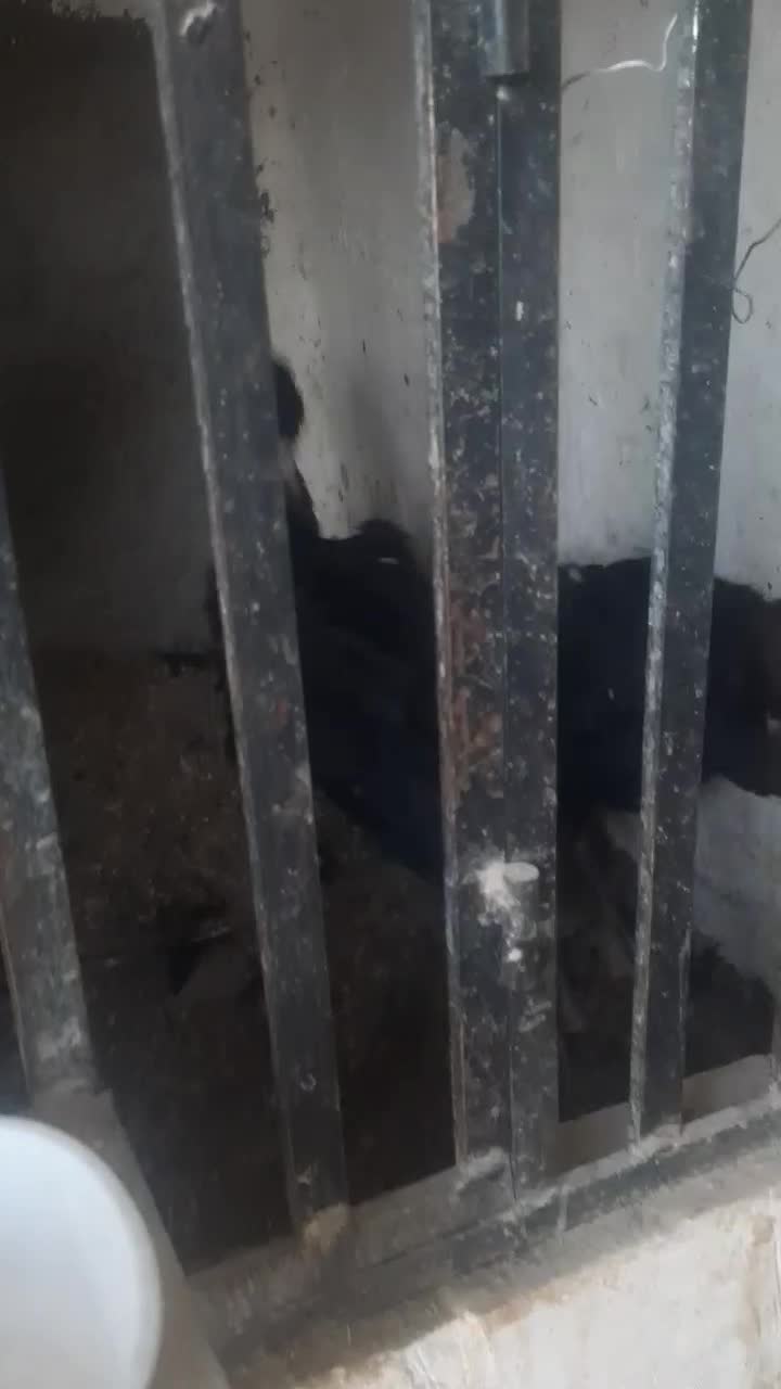 جوجه لاری|حیوانات مزرعه|پاکدشت, پاکدشت (مامازند)|دیوار