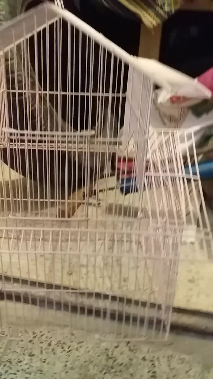 قفس قیمت 400|لوازم جانبی حیوانات|سنندج, |دیوار