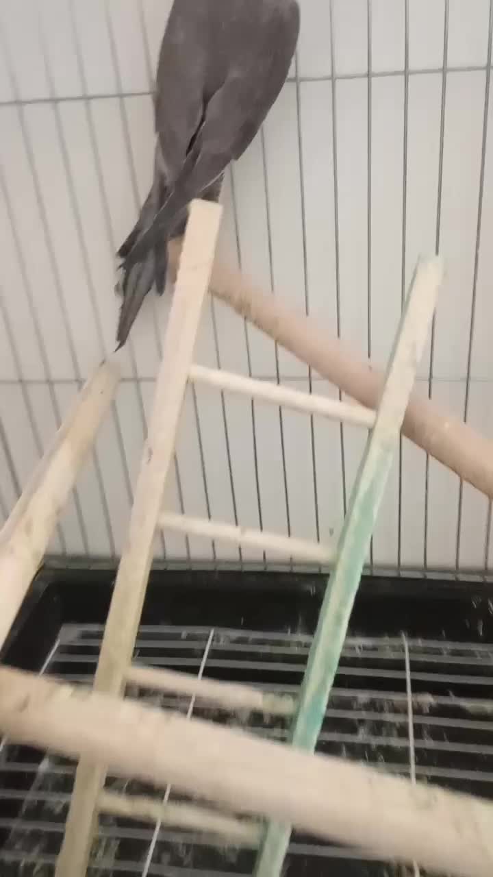 یک جفت عروس هلند سالم نر ماده|پرنده|شبستر, |دیوار