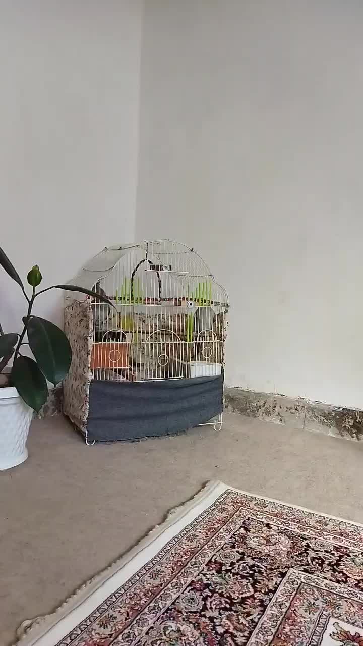 عروس هلندی جفت آماده تخم گذاری|پرنده|نورآباد, |دیوار