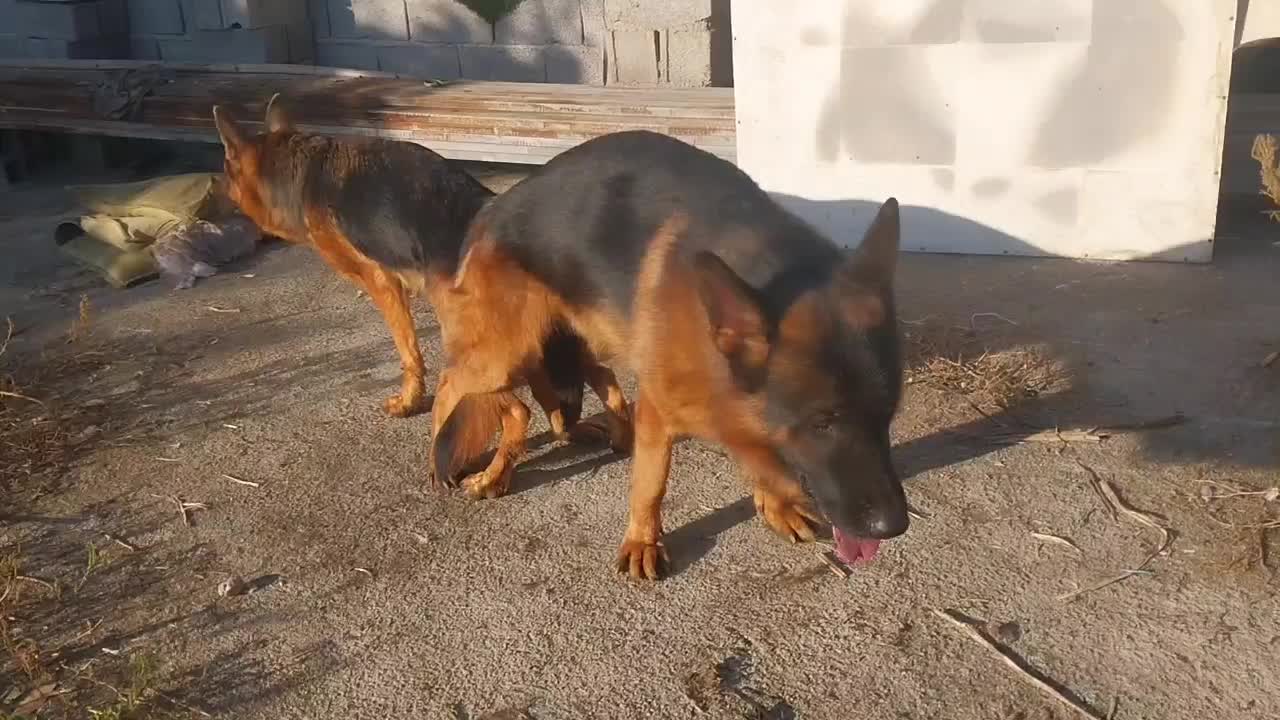 ژرمن شپرد ماده|سگ|بابل, |دیوار