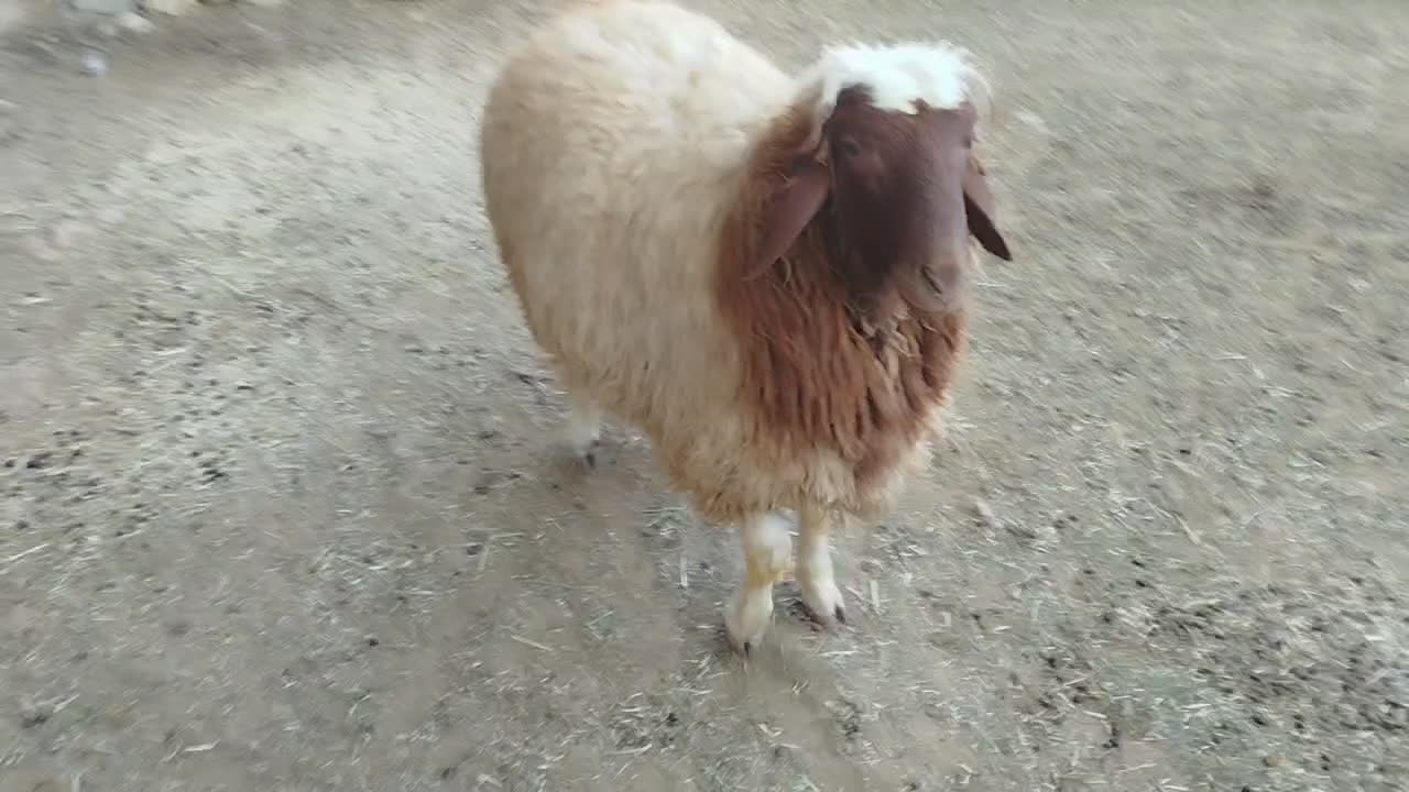 بره نر|حیوانات مزرعه|هلیلان, |دیوار