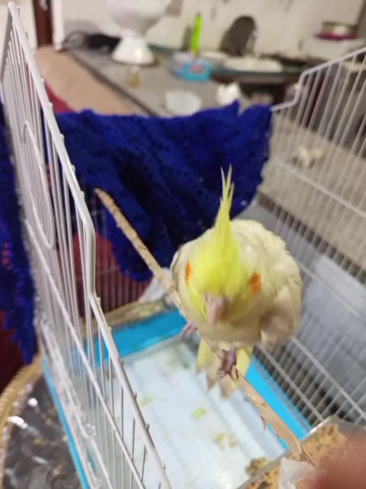 جوجه عروس هلندی لوتینو|پرنده|سیرجان, |دیوار