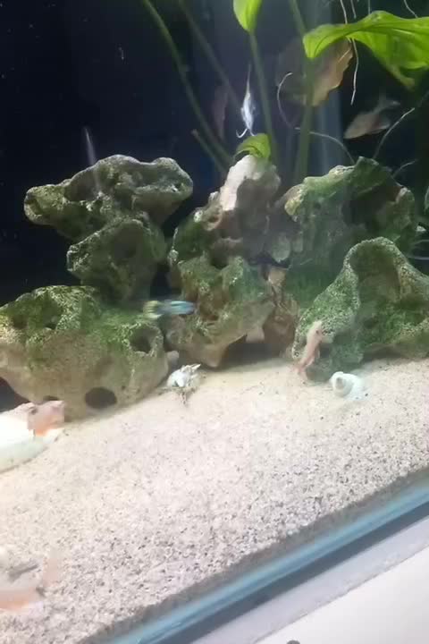 تترا جواهری باله بلند|ماهی|اردبیل, |دیوار