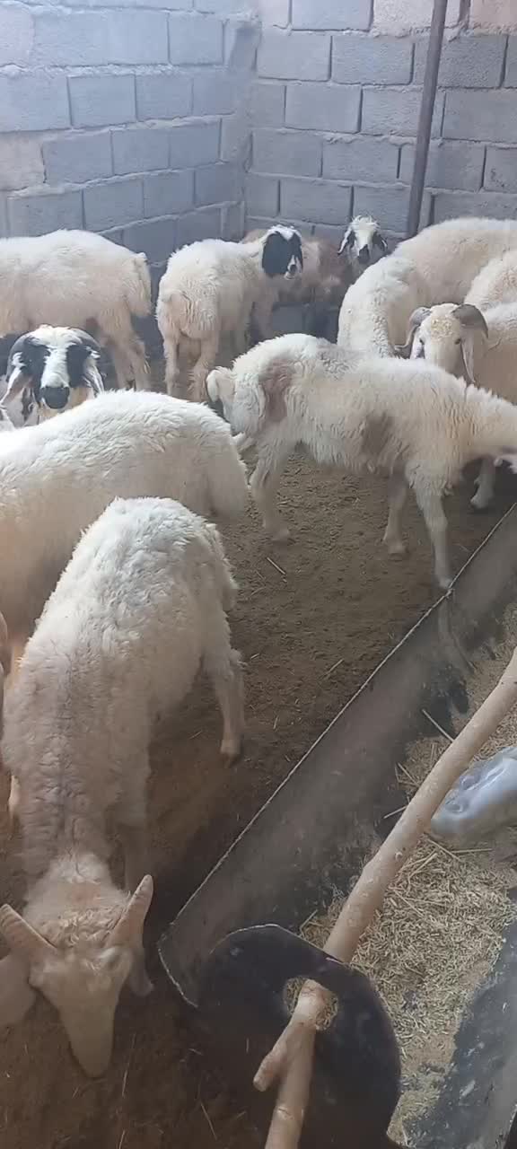 بره نر|حیوانات مزرعه|رفسنجان, |دیوار