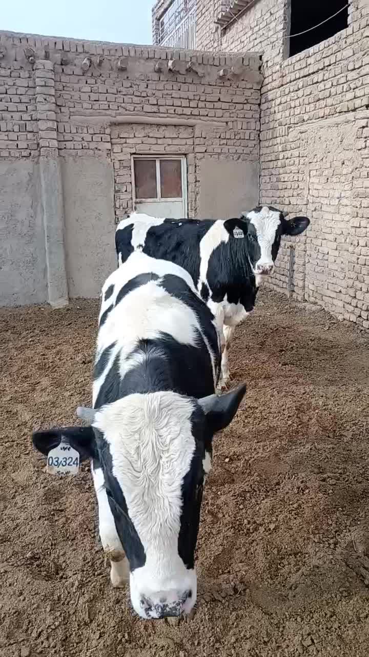 دوراس گوساله نر فروشی فوری فوری|حیوانات مزرعه|تهران, نصرت|دیوار